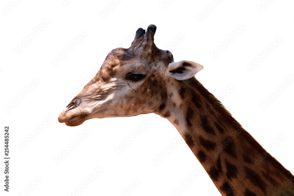 Close up of a giraffes isolated on white background