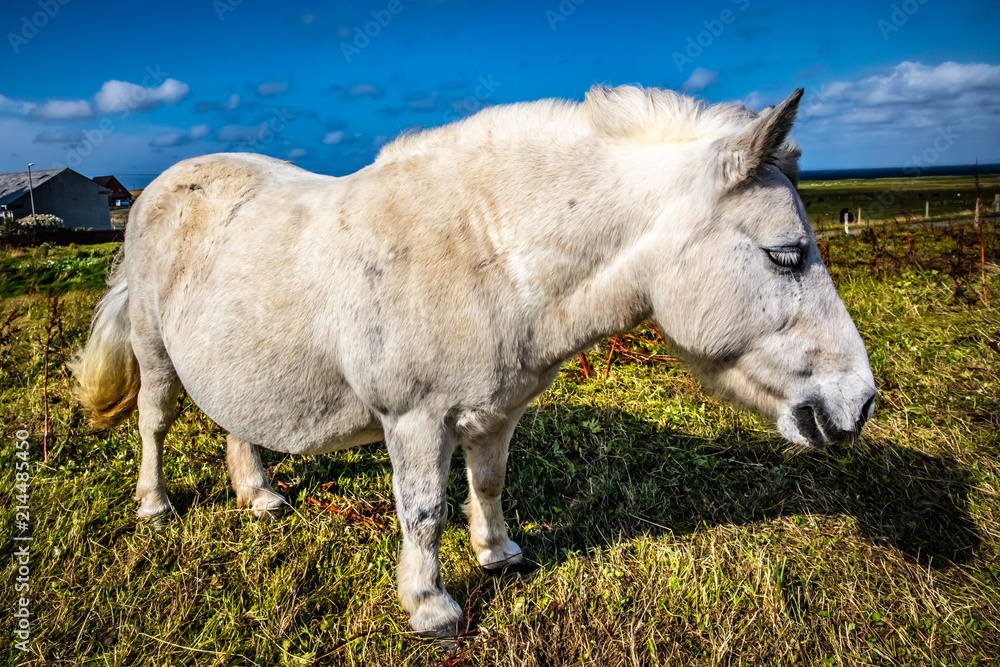 Shetland pony at Scotland, Shetland Islands Shetland pony at Scotland, Shetland Islands