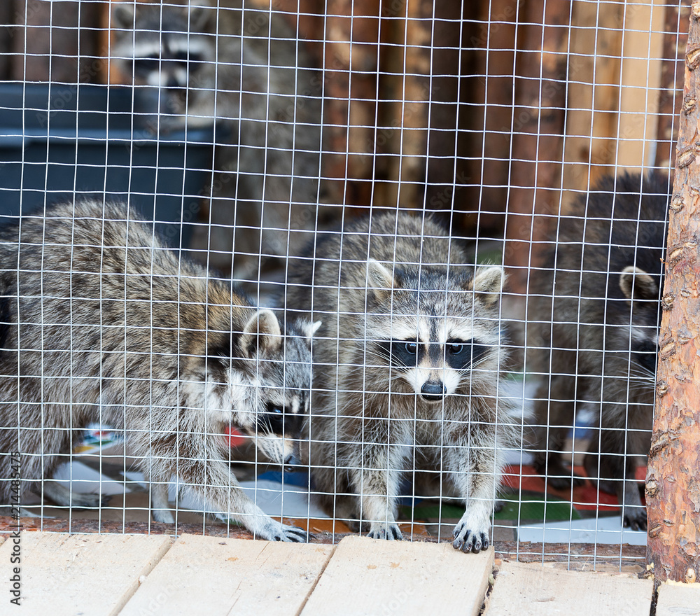Raccoon in a cage. raccoon in the zoo. hard life of animals in