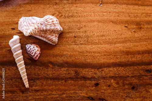 Seashells against a wooden background with space for copy. © Cara