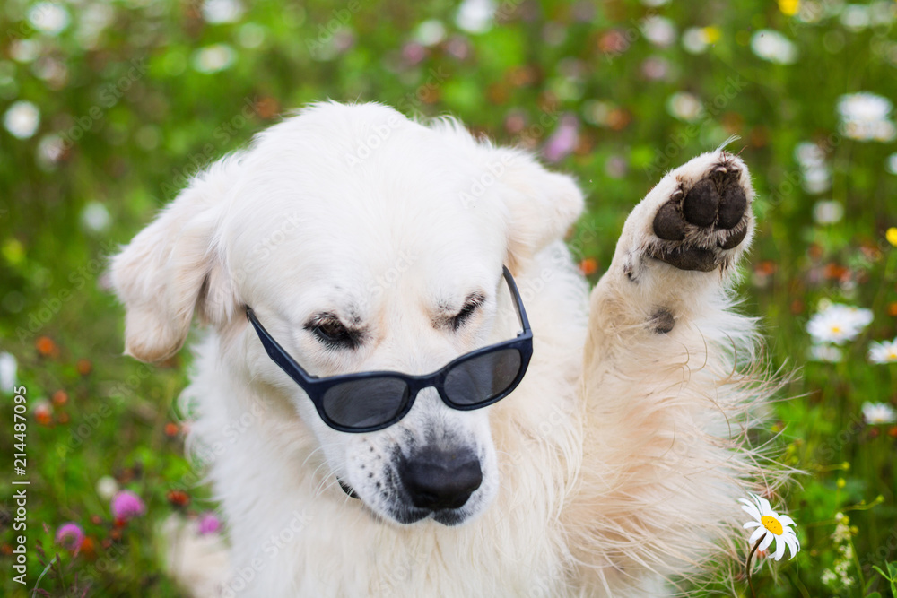 Portrait of funny Golden Retriever dog wearing sunglasses and waving its  paw Stock Photo | Adobe Stock