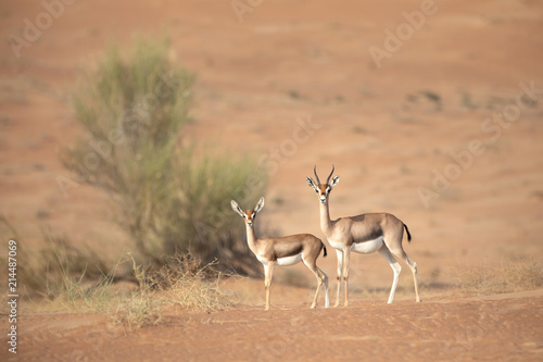 Billede på lærred Mother and baby mountain gazelle in desert dunes.