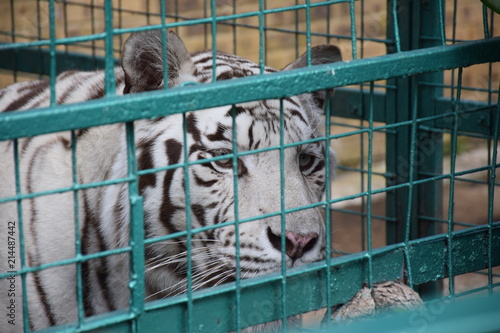 White Tiger in Captivity