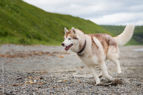 Image of happy Beige and white Siberian Husky dog running on the beach at seaside © Anastasiia