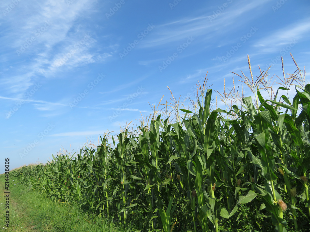 Fototapeta premium Field of green corn and blue sky with white clouds. Agricultural landscape