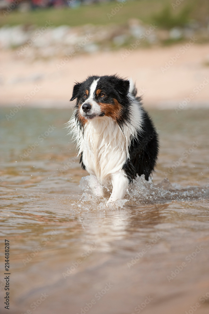 Australian Shepherd am Strand