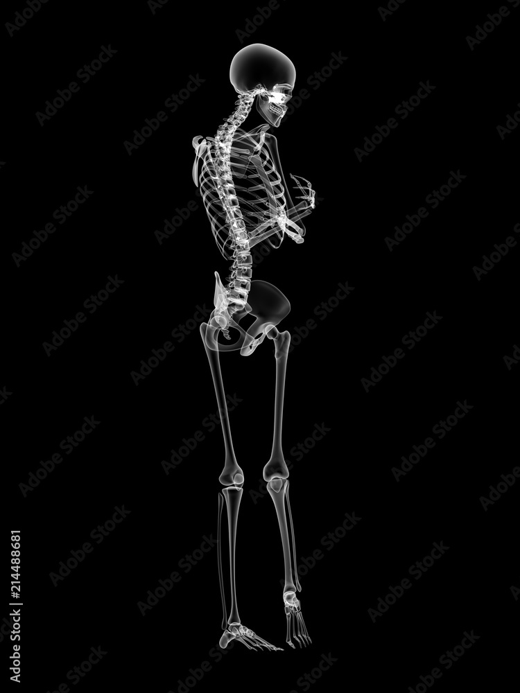 X RAY Skeleton 3D Render X RAY Skeleton 3D Render