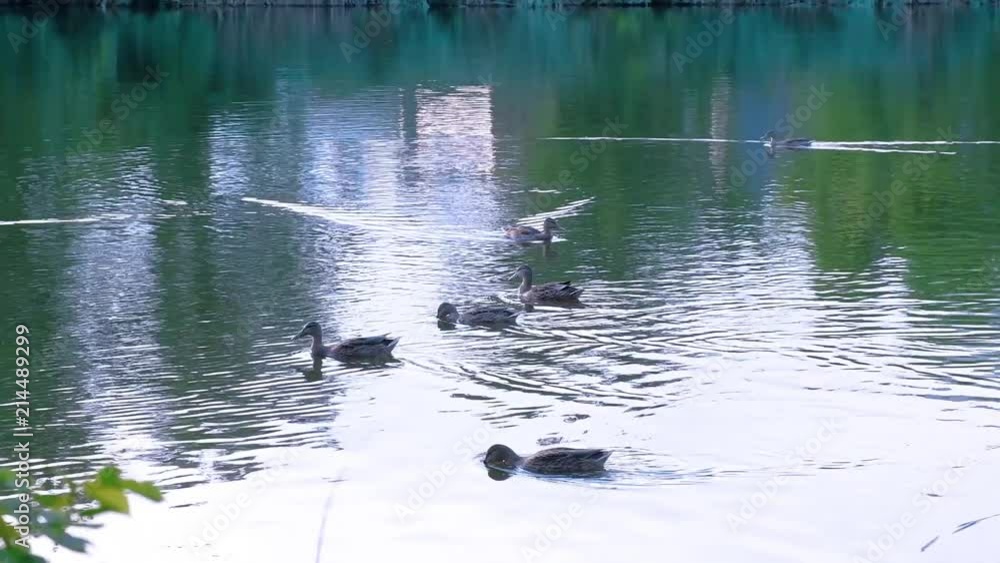 wild ducks floating in the city pond in the evening relaxing video