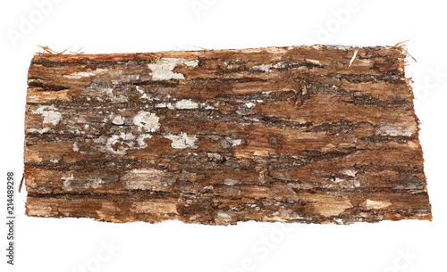 Tree oak bark with lichen isolated on white background and texture