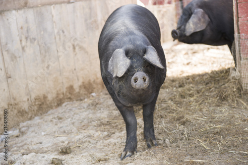 Different portrait shots of cute little black pigs and their tails