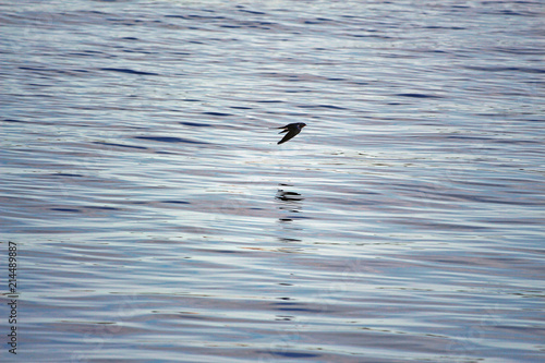 swallow flying over water