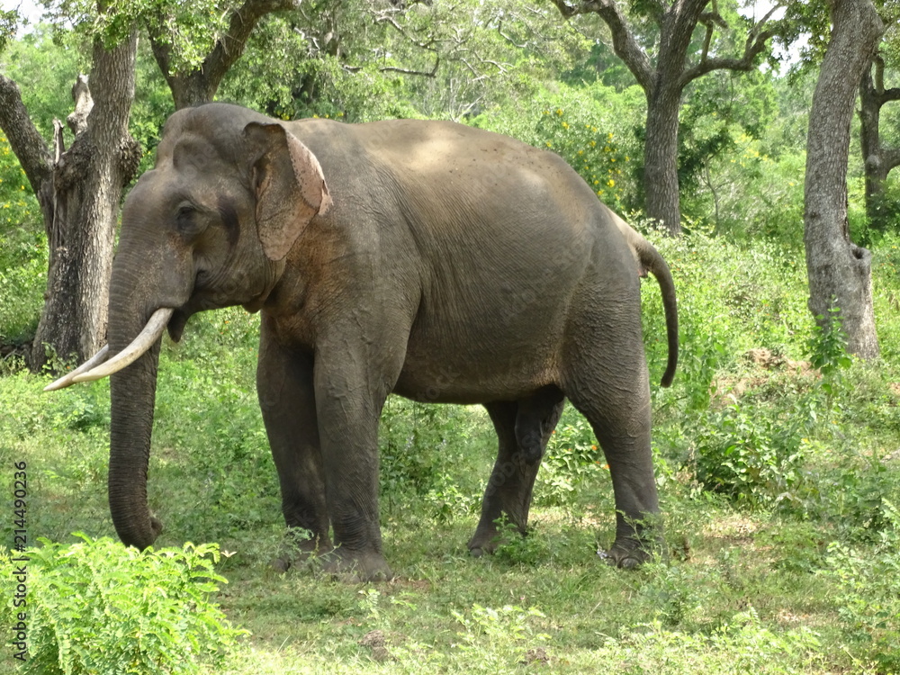 Fototapeta premium Elephant Sri Lanka Tissa