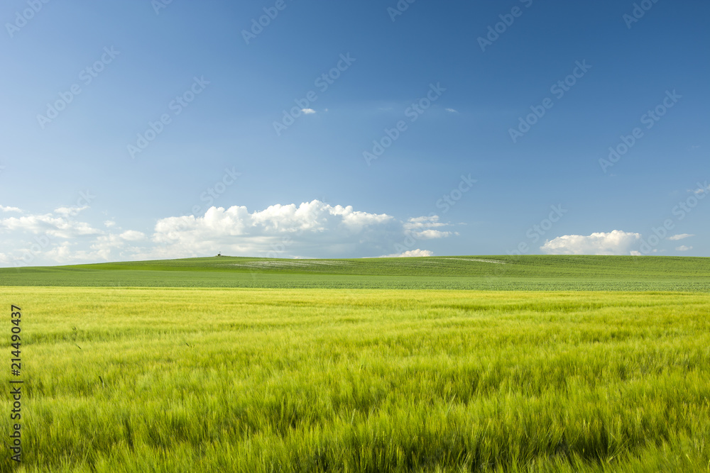 Large green barley field and blue sky