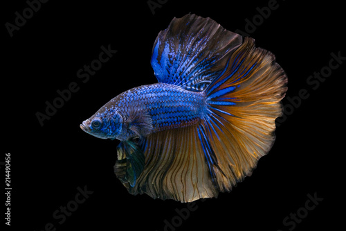 The moving moment beautiful of siamese betta fish in thailand on black background.