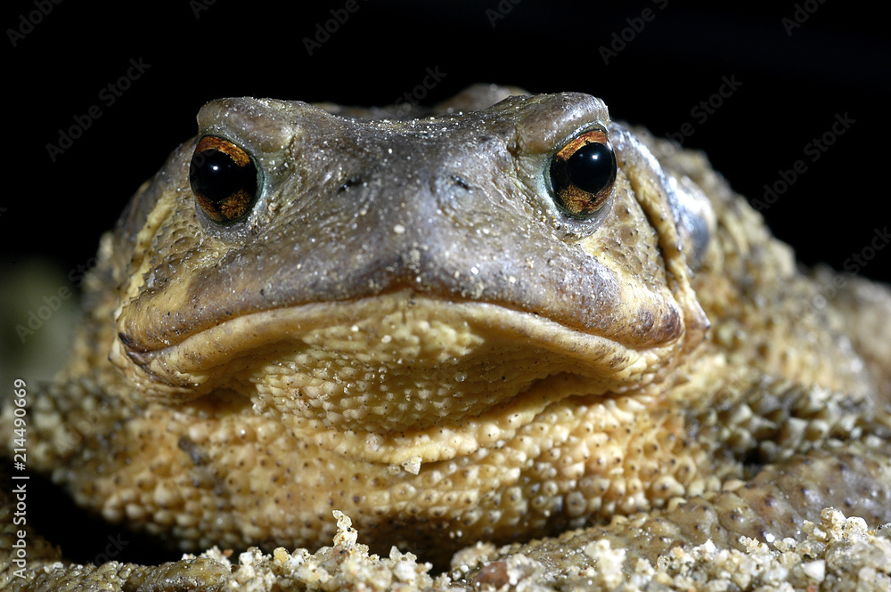 common toad bufo bufo, amphibian common toad bufo bufo, amphibian
