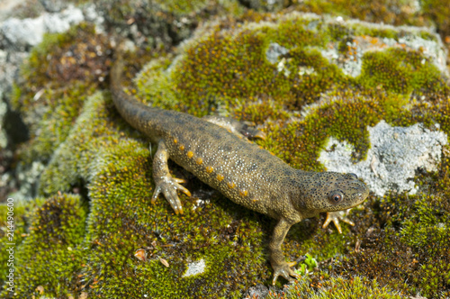 Spanish ribbed newt (Pleurodeles waltl)