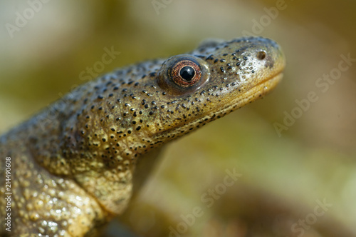 Spanish ribbed newt (Pleurodeles waltl)