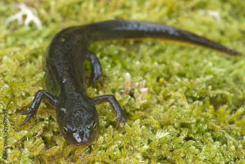 Triturus boscai, Lissotriton boscai, Triton, Anfibio, protected species photo