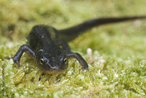 Triturus boscai, Lissotriton boscai, Triton, Anfibio, protected species photo