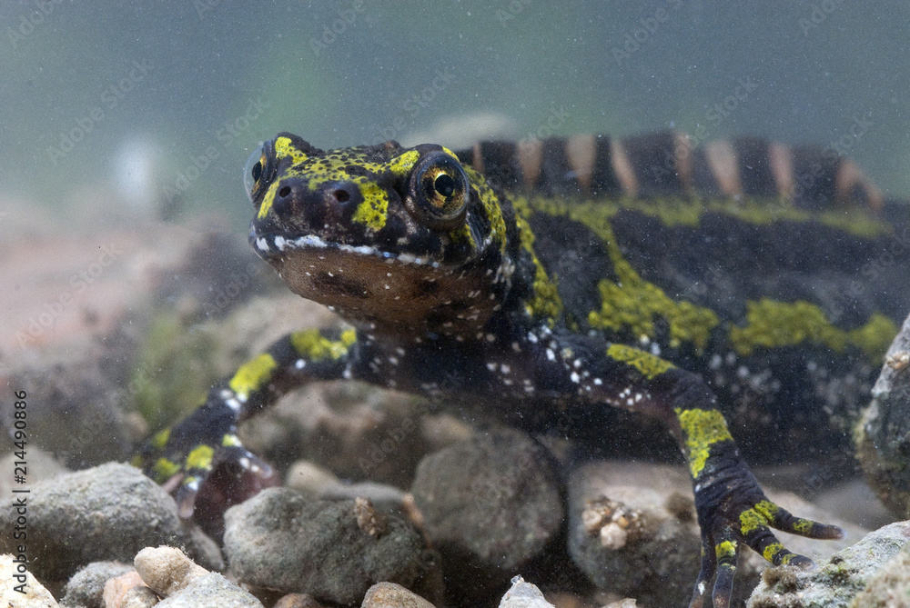 Fototapeta premium Marbled newt, Triturus marmoratus in the water, crest, amphibian