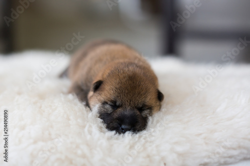 Close-up portrait of cute newborn Shiba Inu puppy sleeping on the blanket © Anastasiia