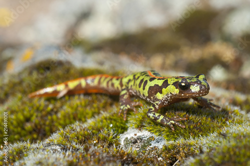 Pygmy marbled newt (Triturus pygmaeus), amphibian