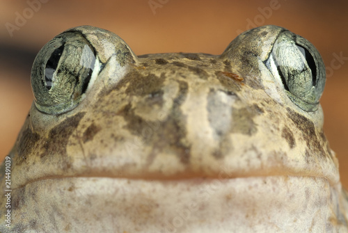 Spadefoot toad, Pelobates cultripes, amphibian photo