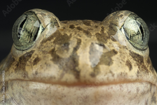 Spadefoot toad, Pelobates cultripes, amphibian photo