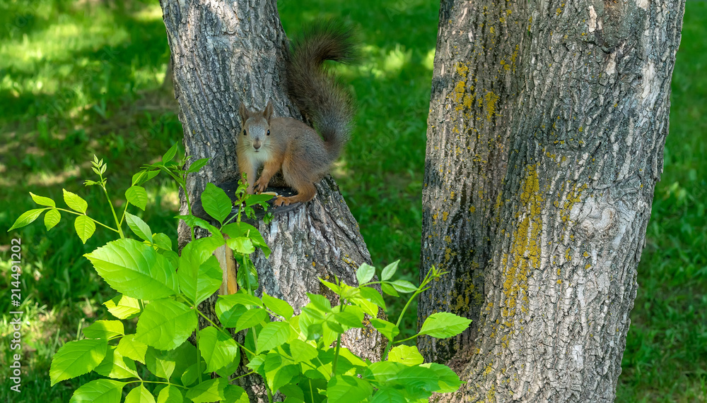brown furry squirrel eats and looks wary straight brown furry squirrel eats and looks wary straight
