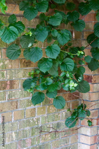 greenery growing on a brick wall