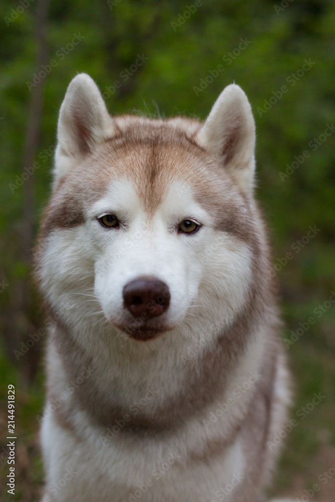 Close-up portrait of lovely beige dog breed siberian husky sitting in the forest