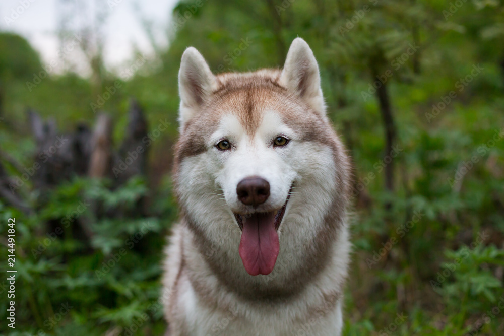 Close-up portrait of beautifuldog breed siberian husky with tonque hanging out in the forest