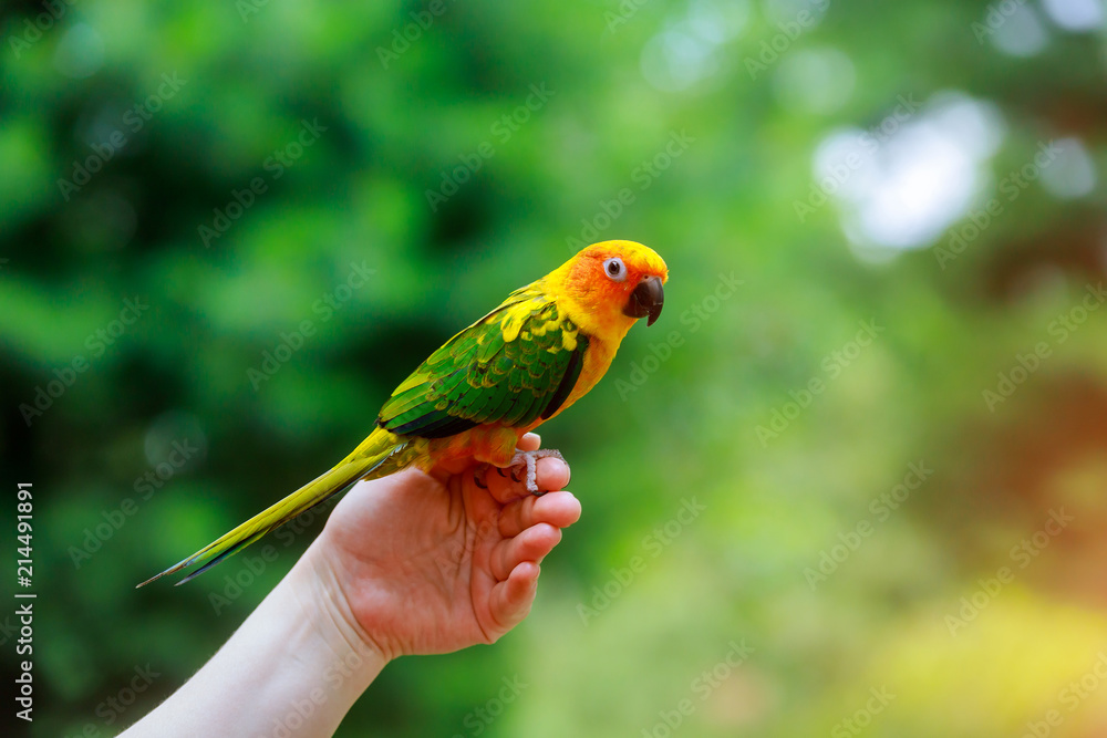 Fototapeta premium Adorable sun conure parrots on hand