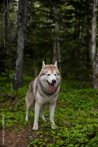 Portrait of free dog breed siberian husky standing the green forest and looks like a wolf