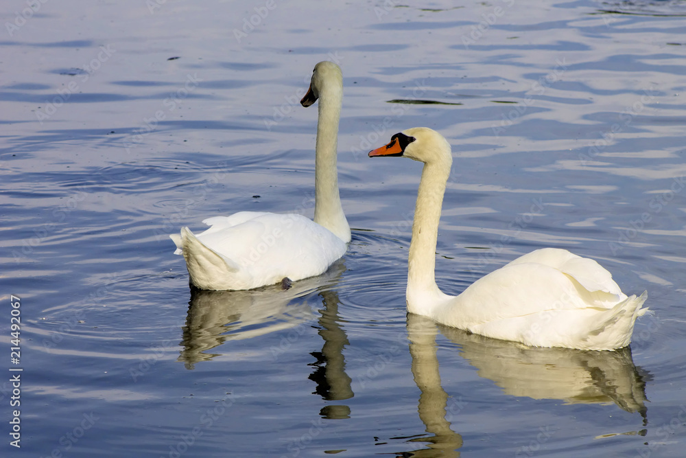 Fototapeta premium Swans swimming in a lake reservoir in park.