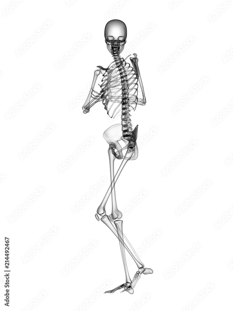 X RAY Skeleton 3D Render