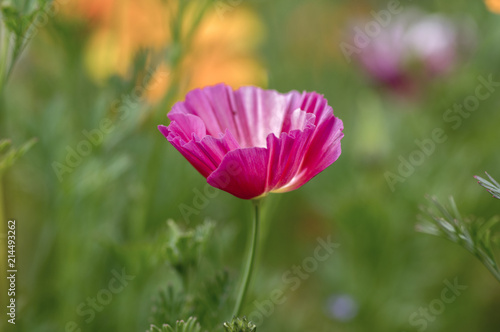 Eschscholzia californica cup of gold flowers in bloom  californian field  ornamental wild plants on a meadow