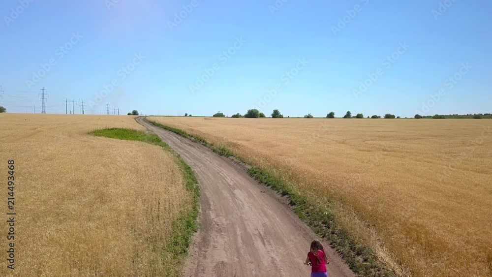 Aerial View of A girl on a bicycle rides on the road between the wheat fields. 4K Aerial View of A girl on a bicycle rides on the road between the wheat fields. 4K