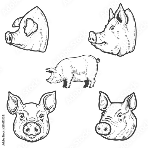 Set of pig illustrations. Pork head. Design element for emblem, sign, poster, badge.