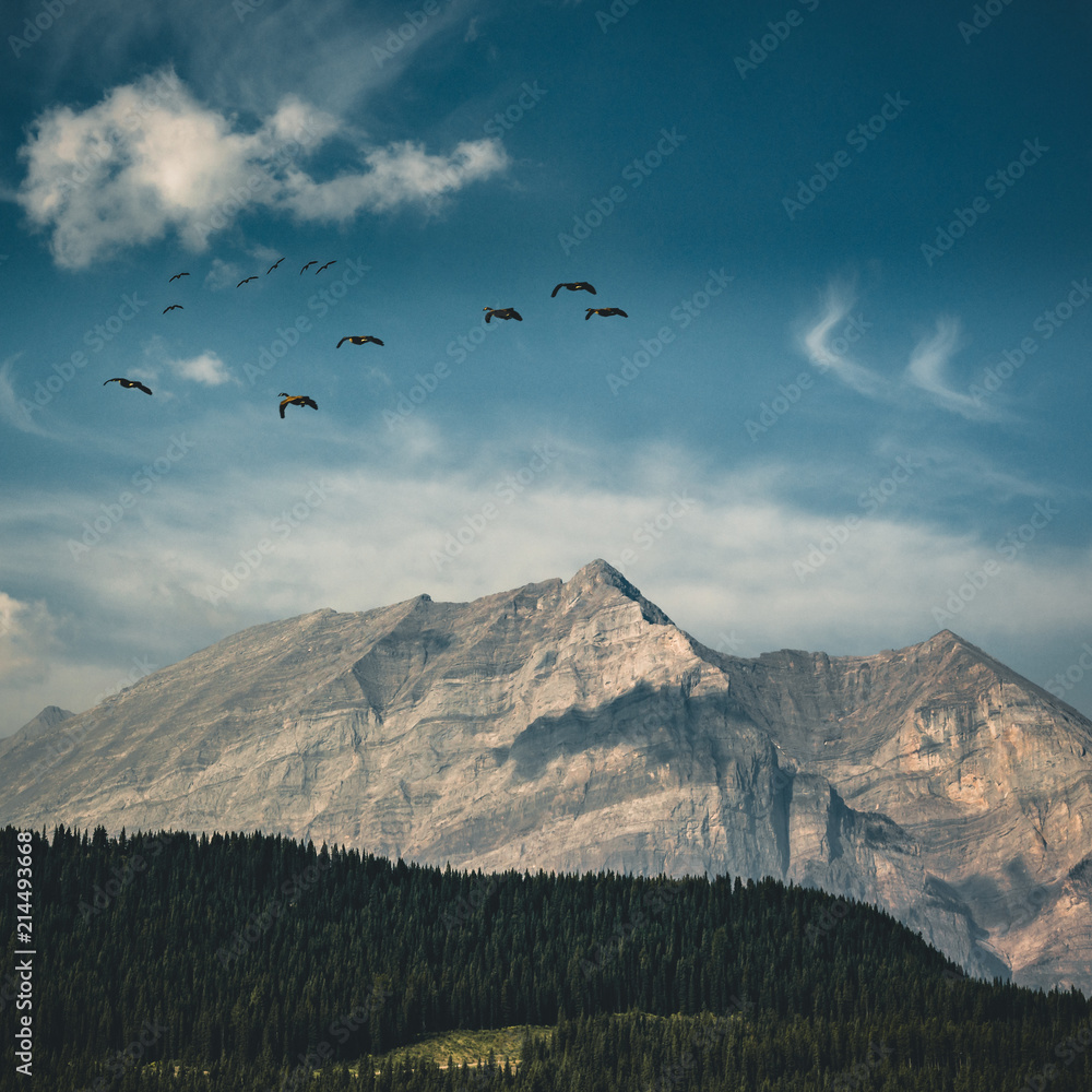 Fototapeta premium Flying Canadian geese on a blue sky over the Rocky mountains and Bow lake coniferous woods. Rocky mountains, Alberta, Canada