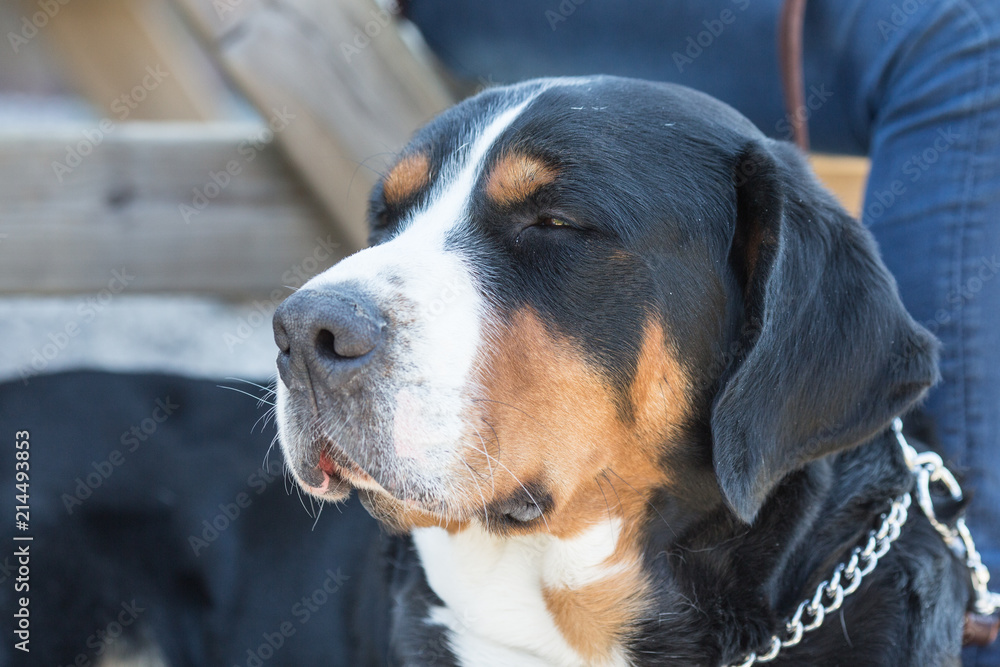 Portrait of a Swiss bouvier dog living in belgium Portrait of a Swiss bouvier dog living in belgium