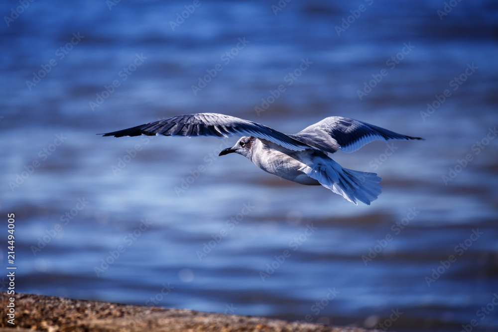 Seagull Flying Seagull Flying