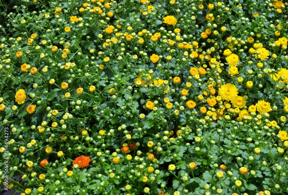 Viele gelbe Chrysanthemen