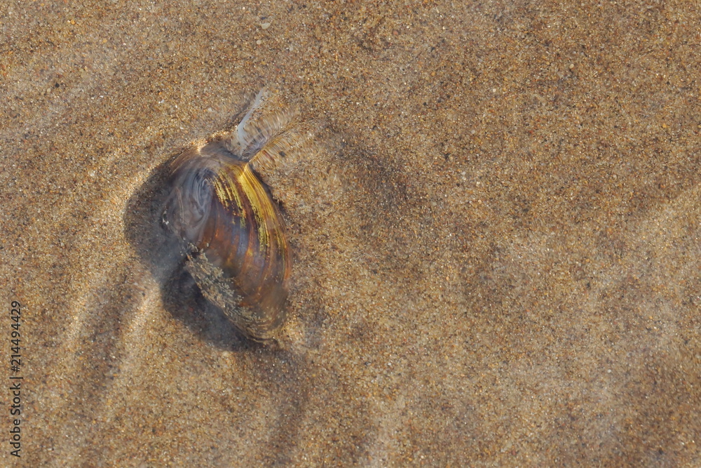 river mussel clam in the water stuck tentacle and crawling on the sand in the river river mussel clam in the water stuck tentacle and crawling on the sand in the river