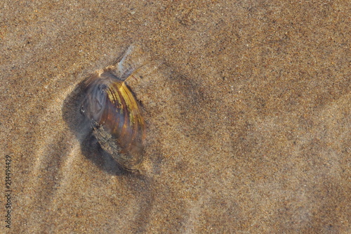 river mussel clam in the water stuck tentacle and crawling on the sand in the river