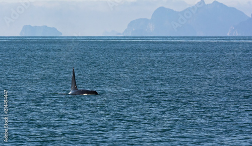 Bull orca swims along the choppy waters of Resurrection Bay