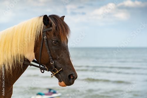 Focus head of brown arabian horse on the beach. The eyes are exhausted. Lonely eyes. Fatigue and be sad.