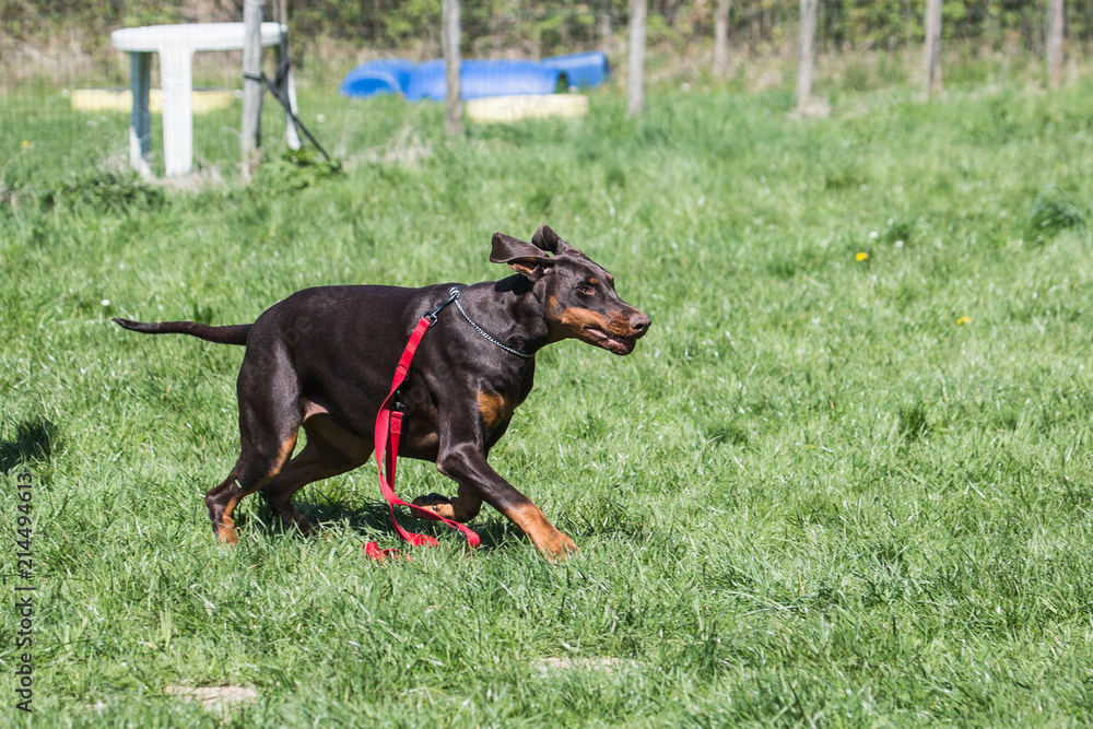 Portrait of a doberman dog living in belgium Portrait of a doberman dog living in belgium