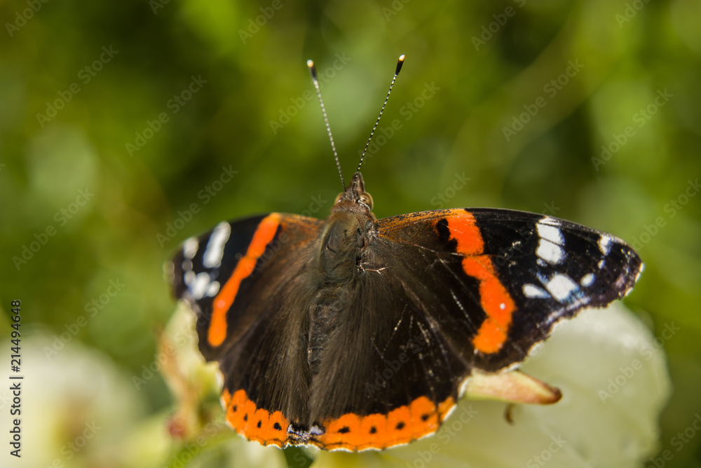 Red admiral butterfly - closeup macro Red admiral butterfly - closeup macro