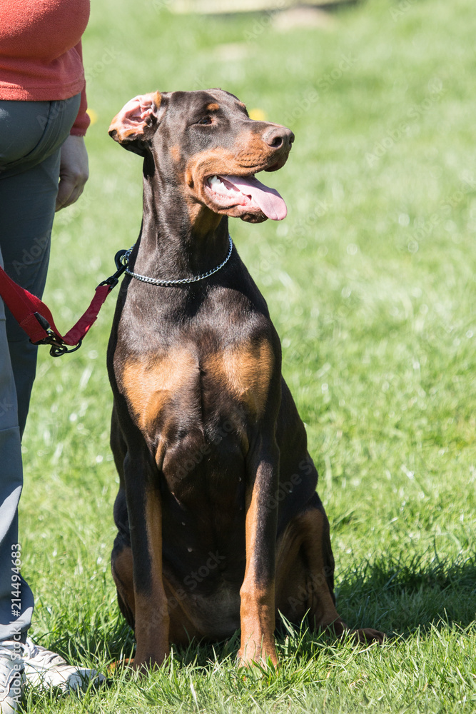 Portrait of a doberman dog living in belgium